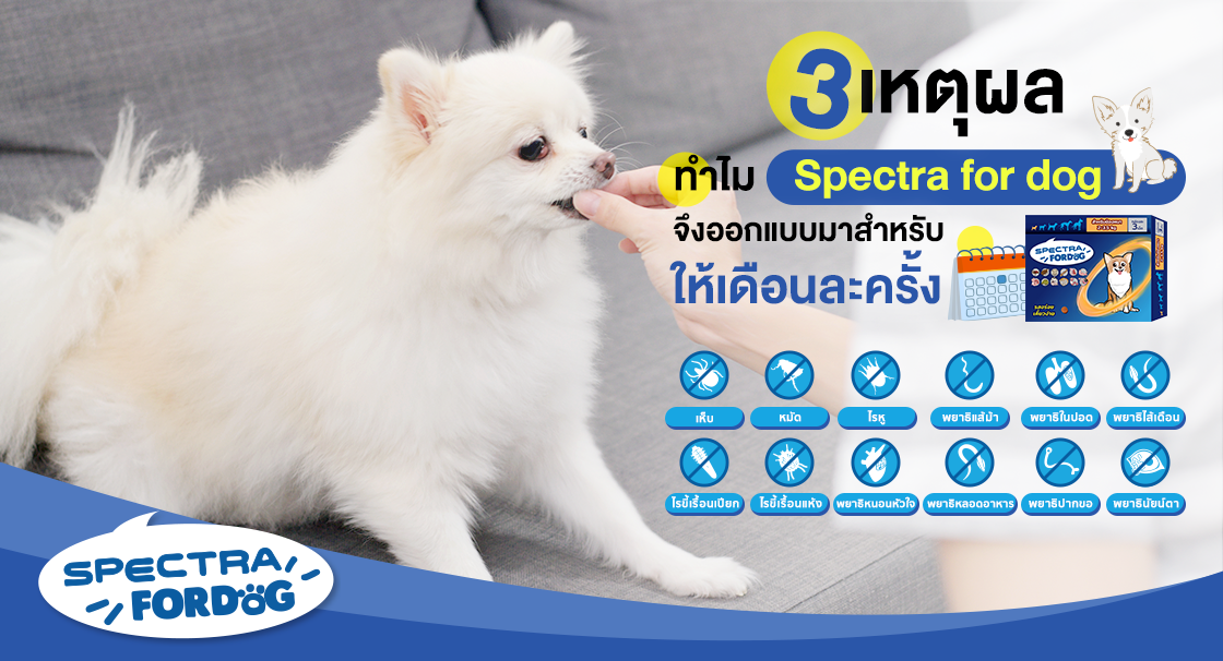 3 เหตุผล ทำไม Spectra for dog จึงออกแบบมาสำหรับให้เดือนละครั้ง